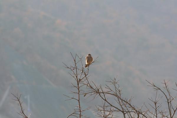 200711 황조롱이 생림 낙동강변.JPG