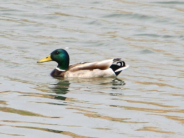 청둥오리-070412-해반천-1 copy.jpg